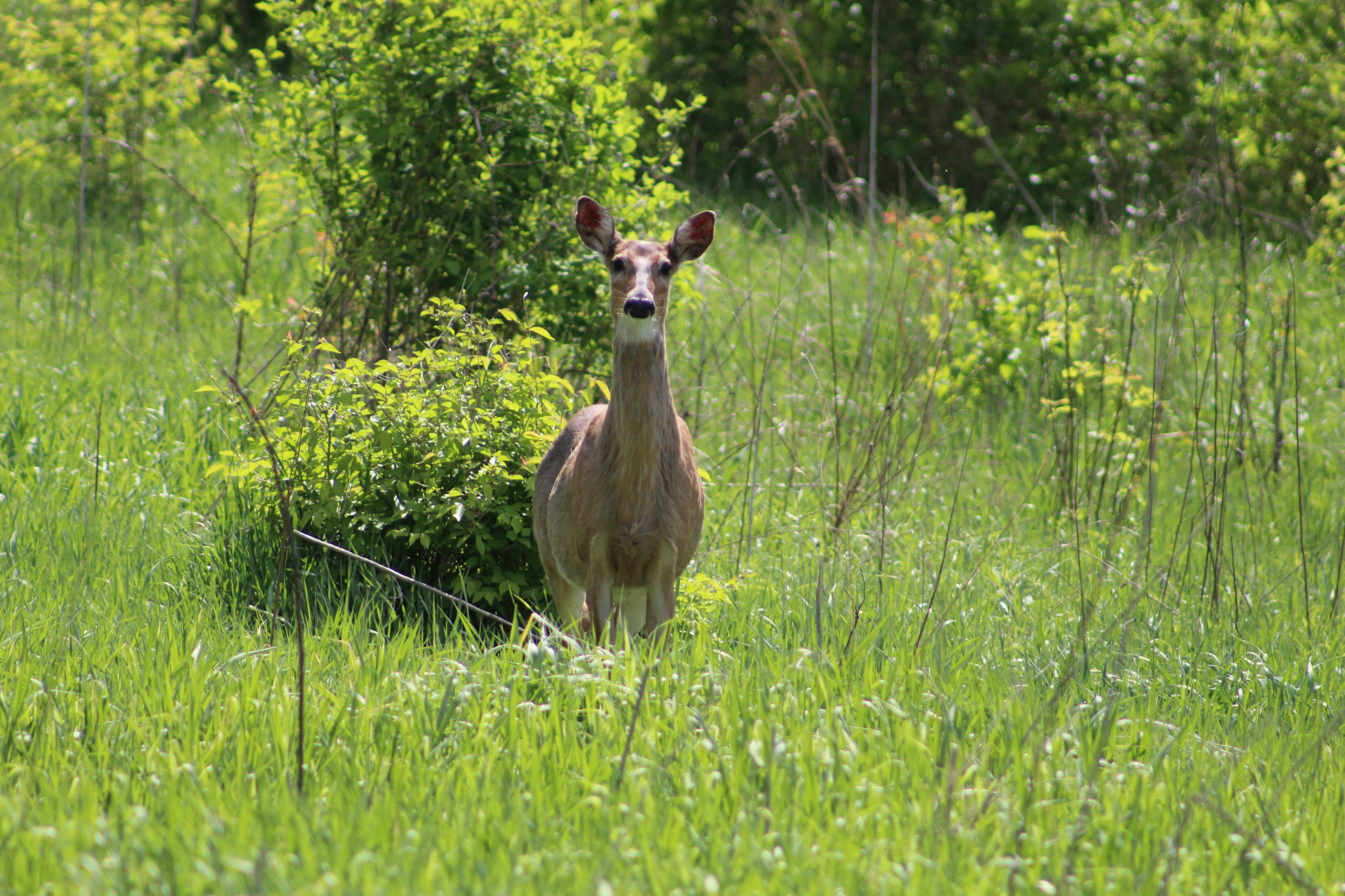 Wildlife photo