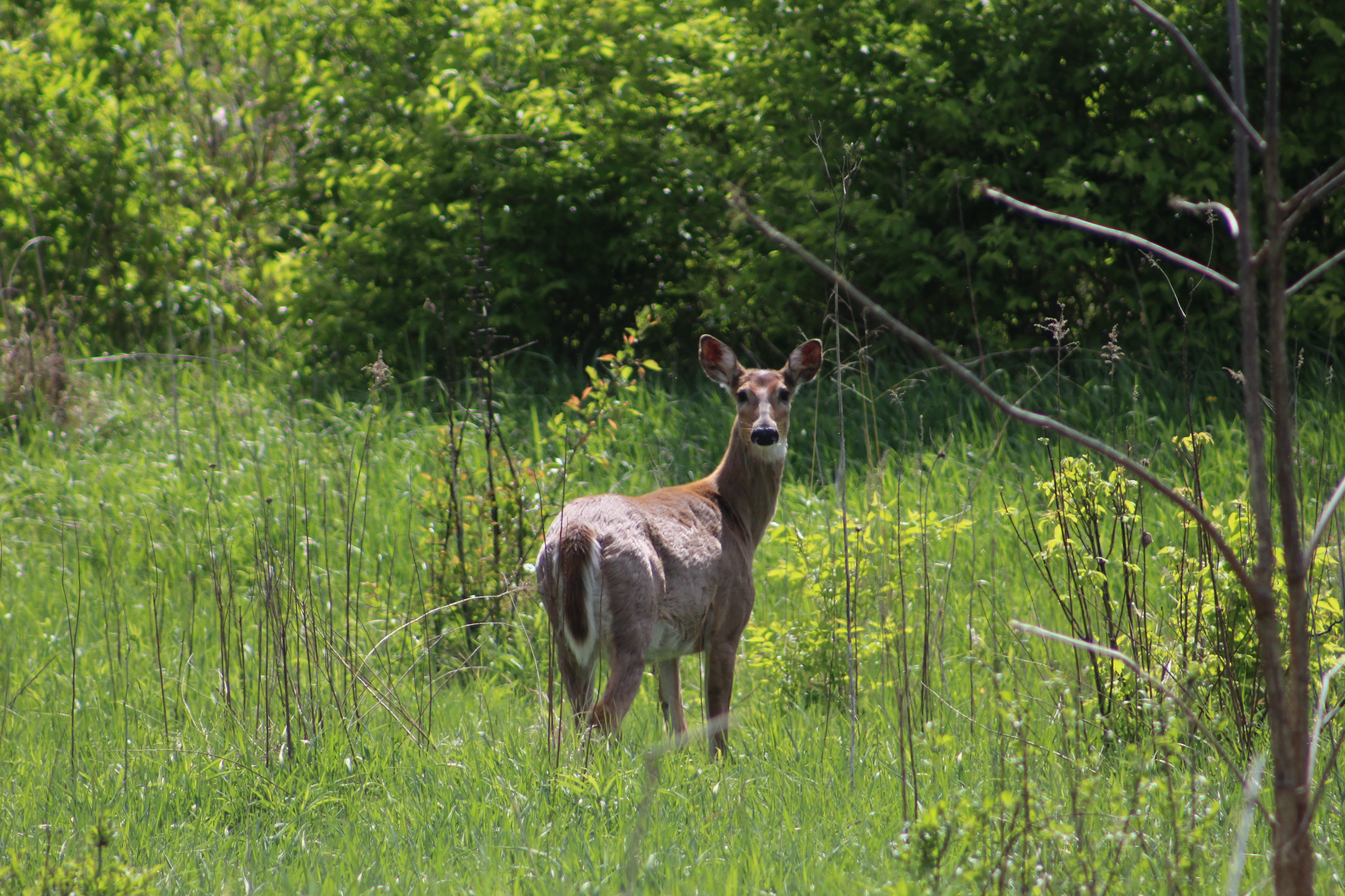 Wildlife photo