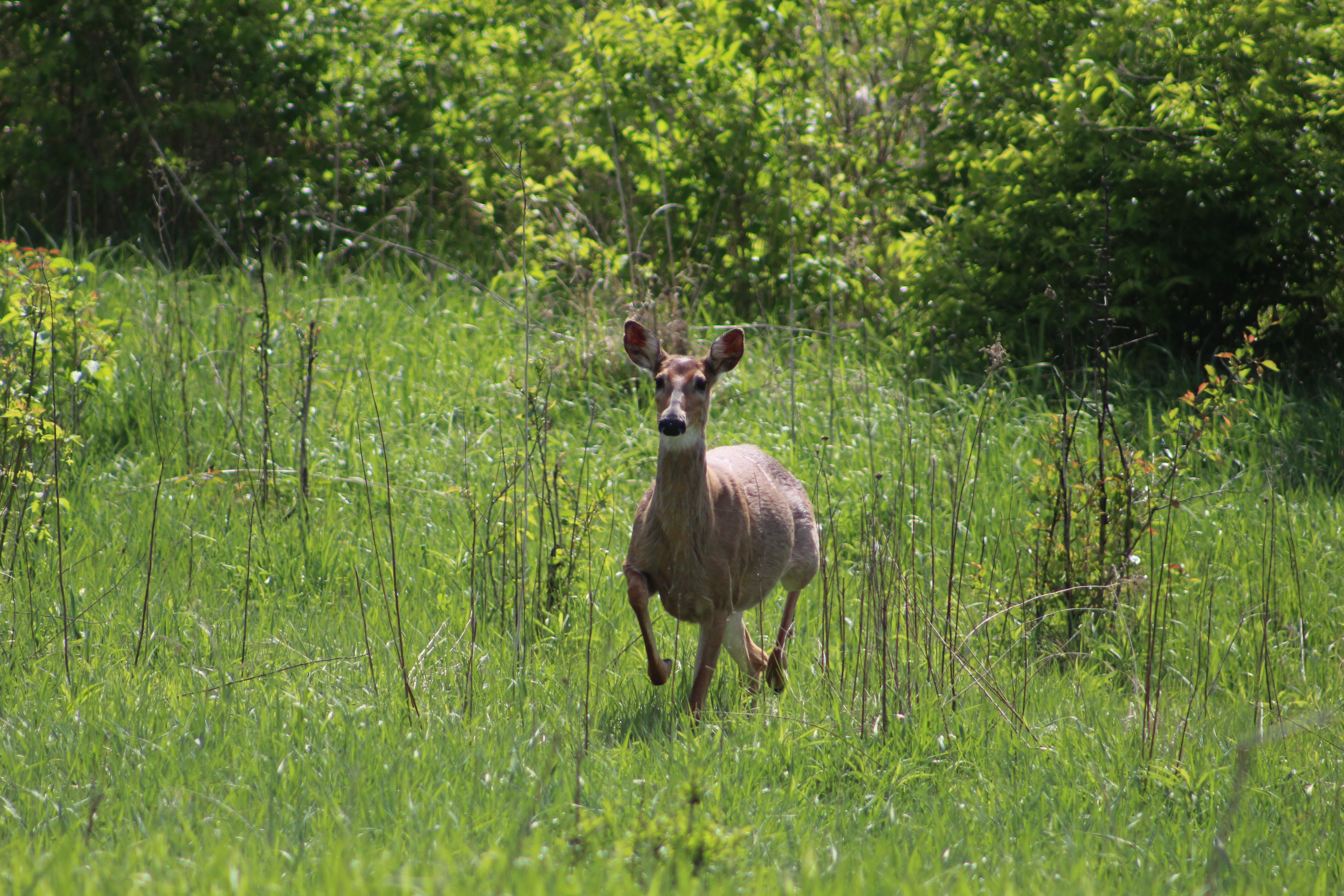 Wildlife photo