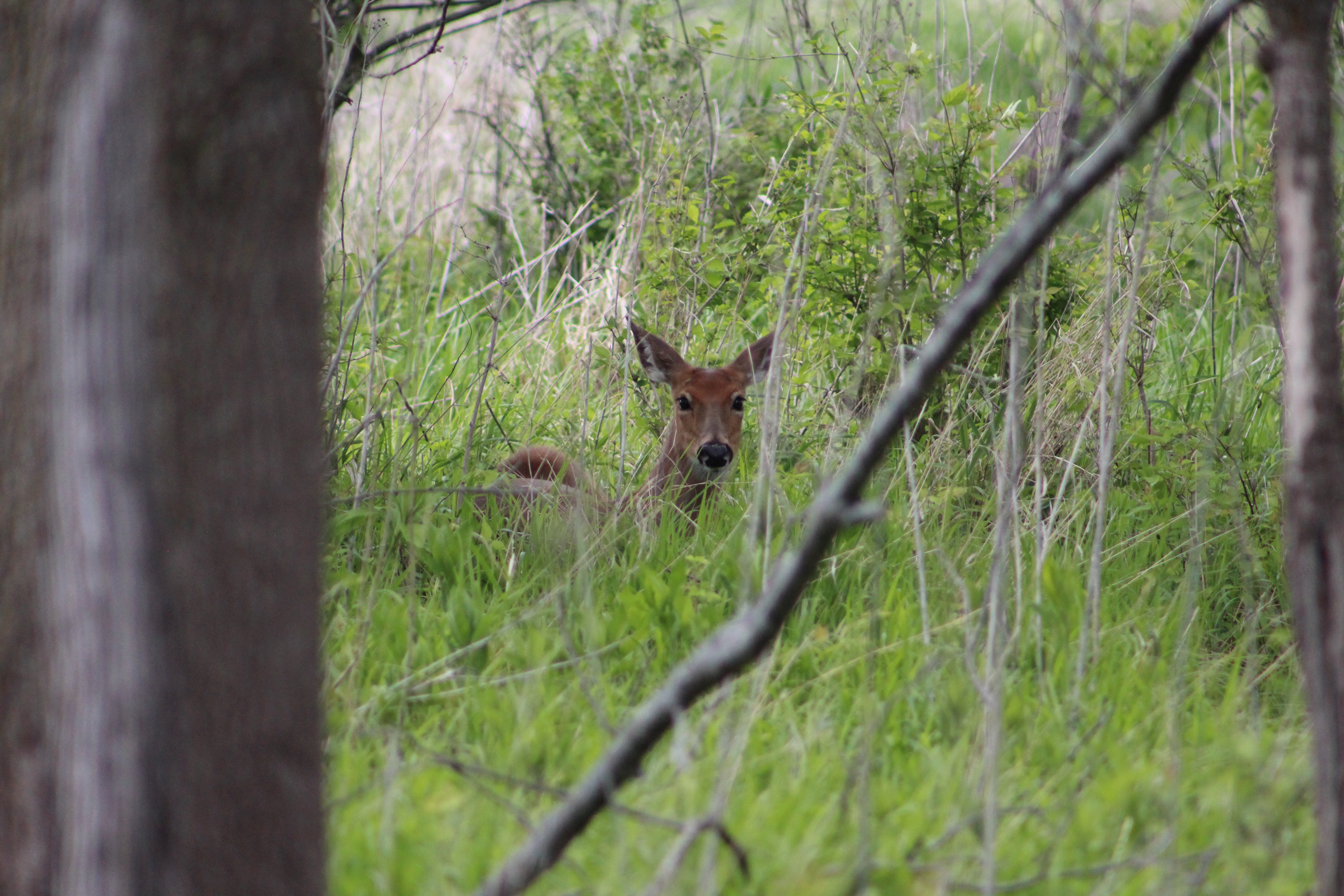 Wildlife photo
